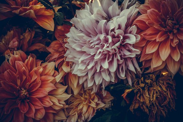 Acheter une maison en bois : les étapes clés