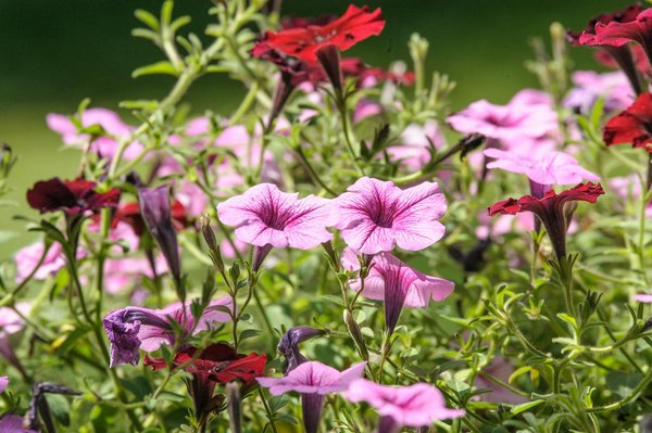 Accommoder les restes de votre barbecue extérieur