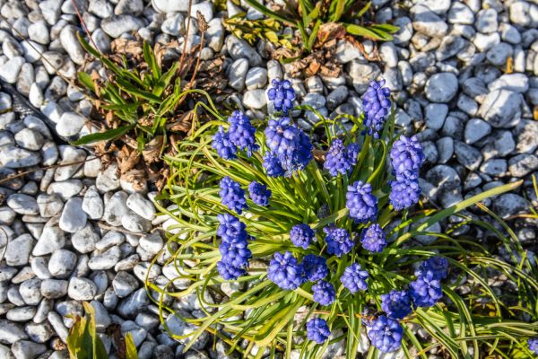 Créer un jardin de rocaille : Inspirations et conseils
